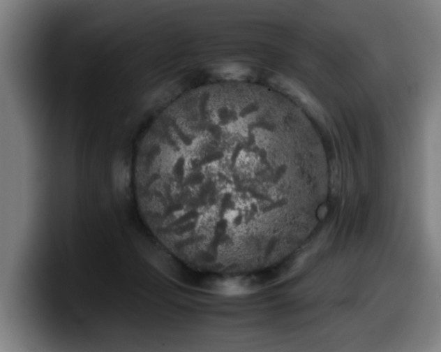 X0000099940365200805301222