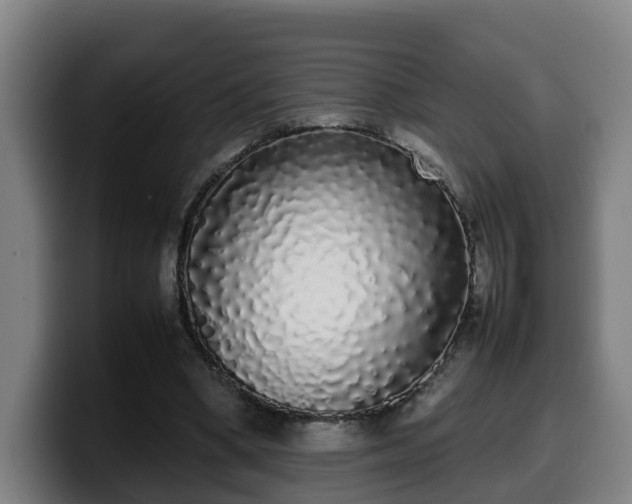 X0000099940394200805301221