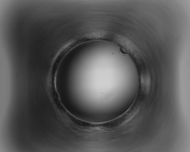 X0000099940396200805301221
