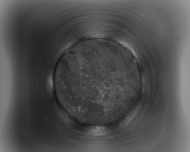 X0000099940398200805301221