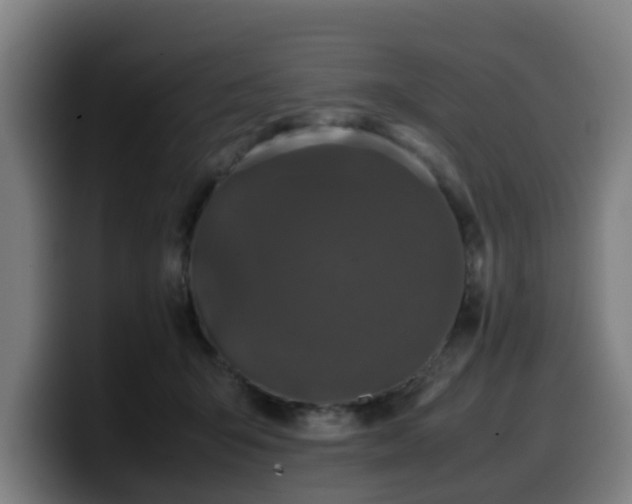 X0000099940415200805301221