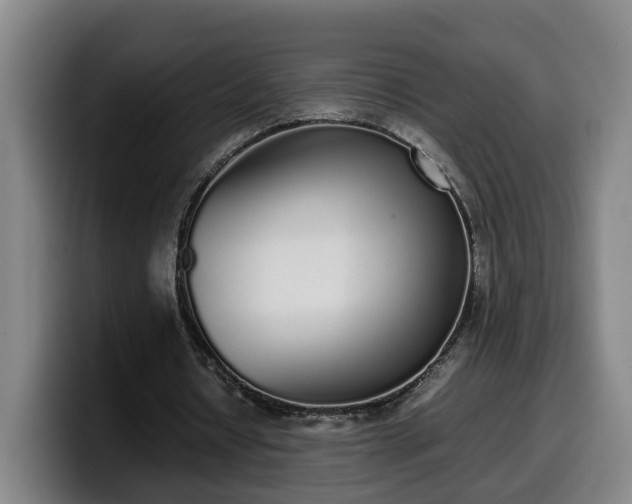 X0000099940434200805301220