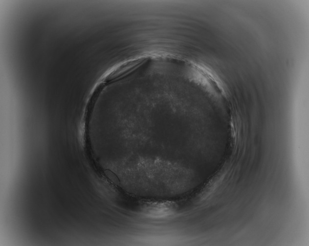 X0000099940488200805301220