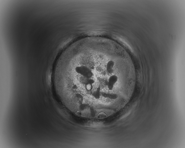 X0000099940491200805301220