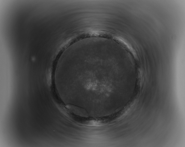 X0000099940496200805301220
