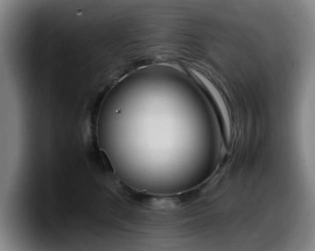 X0000099940520200805301219