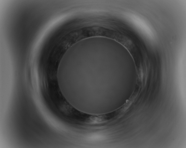 X0000099940526200805301219