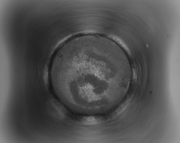 X0000099940588200805301219