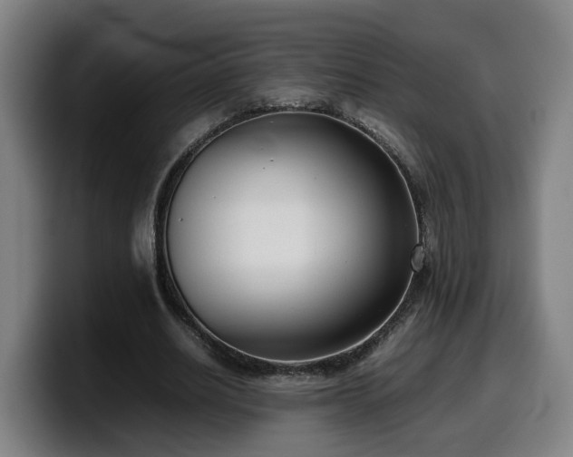X0000099940630200805301218
