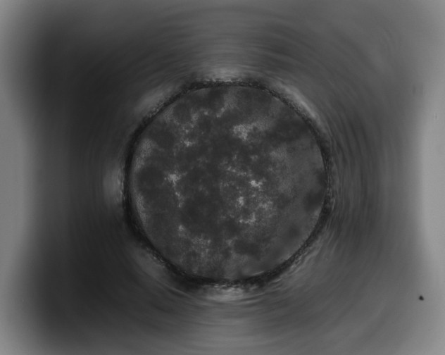 X0000099940640200805301218