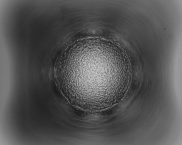 X0000099940659200805301218