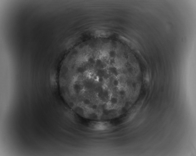 X0000099940663200805301218