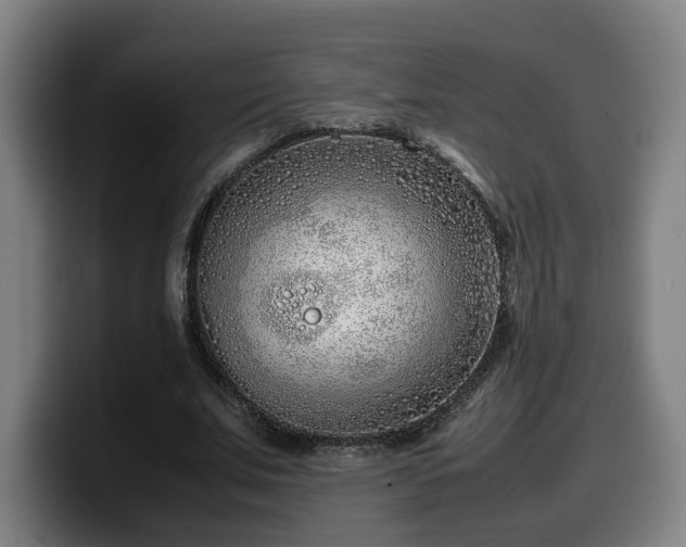 X0000099940679200805301217