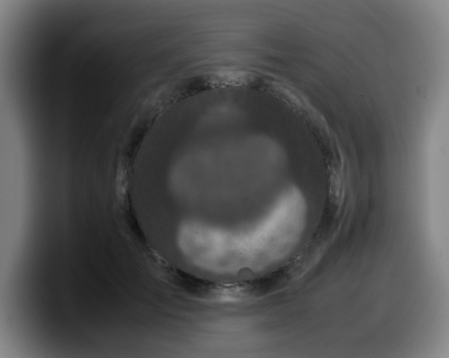 X0000099940701200805301217
