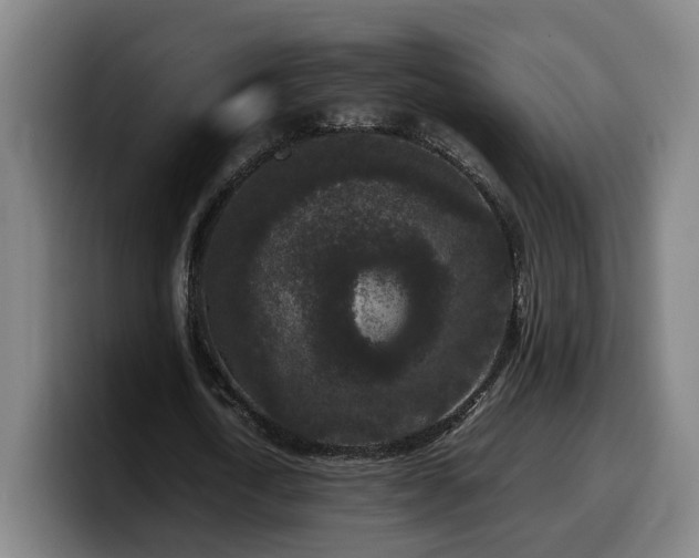 X0000099940722200805301216