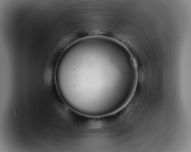 X0000099940742200805301217