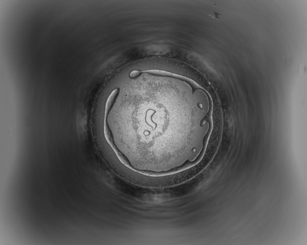 X0000099940745200805301217