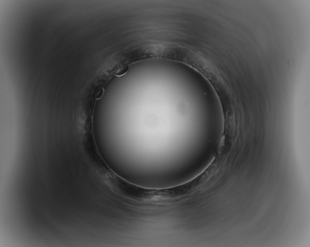 X0000099940750200805301217