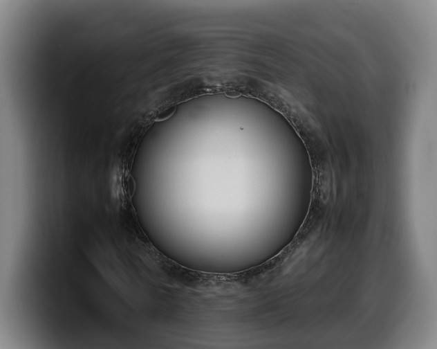 X0000099940770200805301216