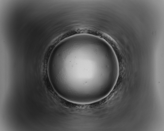 X0000099940775200805301216