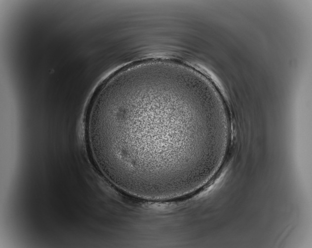 X0000099940779200805301216