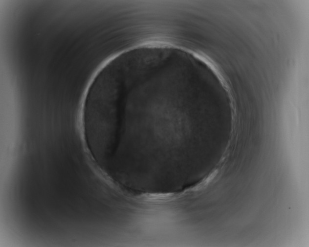 X0000099940864200805301216