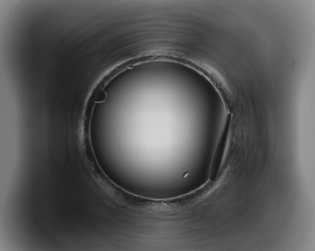 X0000099940880200805301215