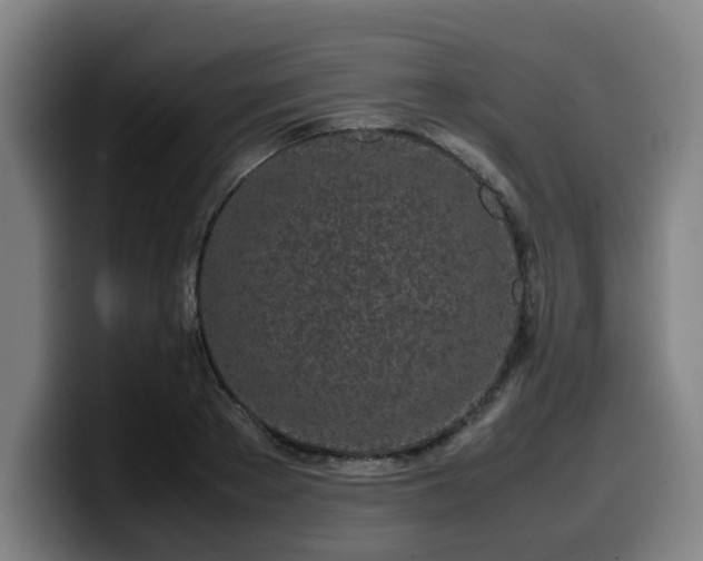 X0000099940889200805301215