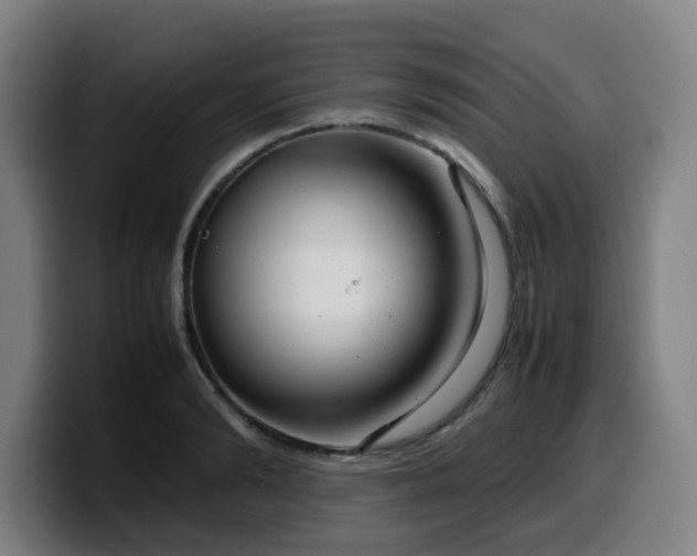 X0000099940894200805301215