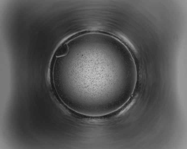 X0000099940932200805301214