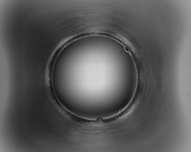 X0000099940981200805301214