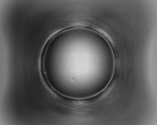 X0000099940991200805301214