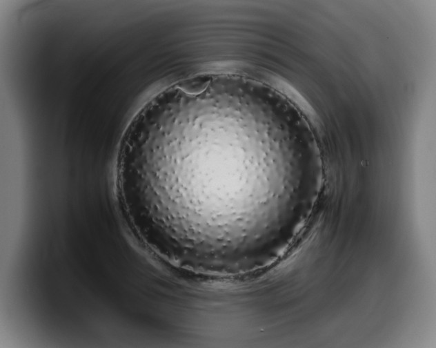 X0000099940994200805301213