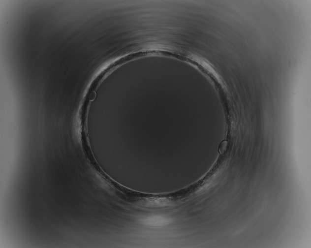 X0000099941024200805301213