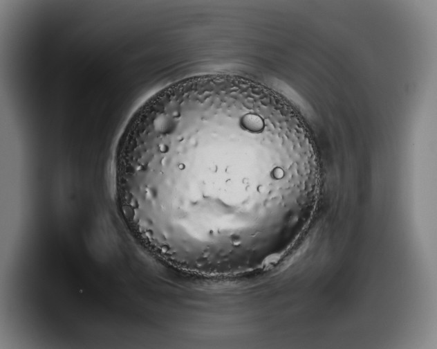 X0000099941079200805301212