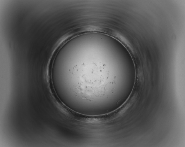 X0000099941082200805301212