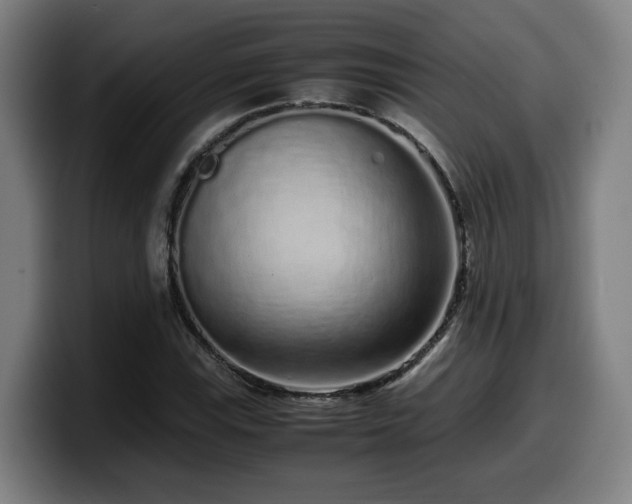 X0000099941115200805301212