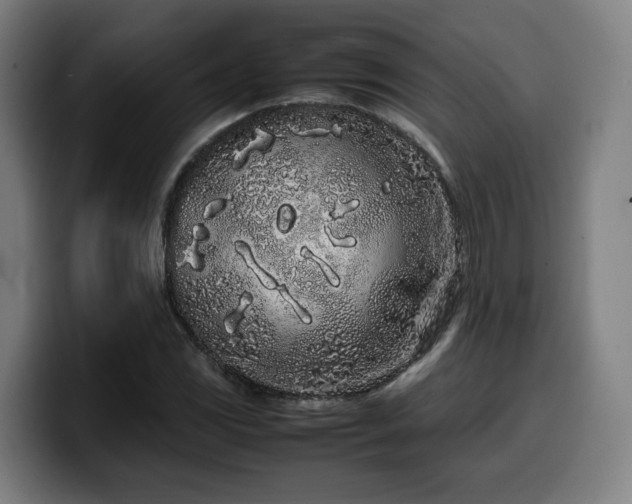 X0000099941117200805301212