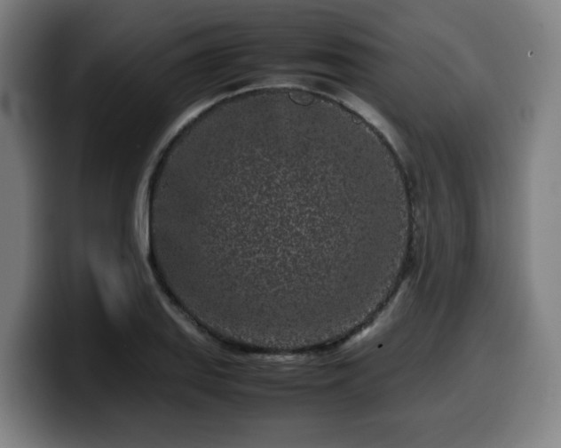 X0000099941127200805301212