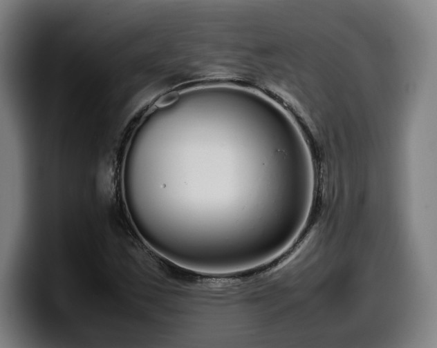 X0000099941163200805301211