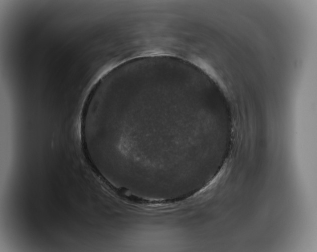 X0000099941173200805301211