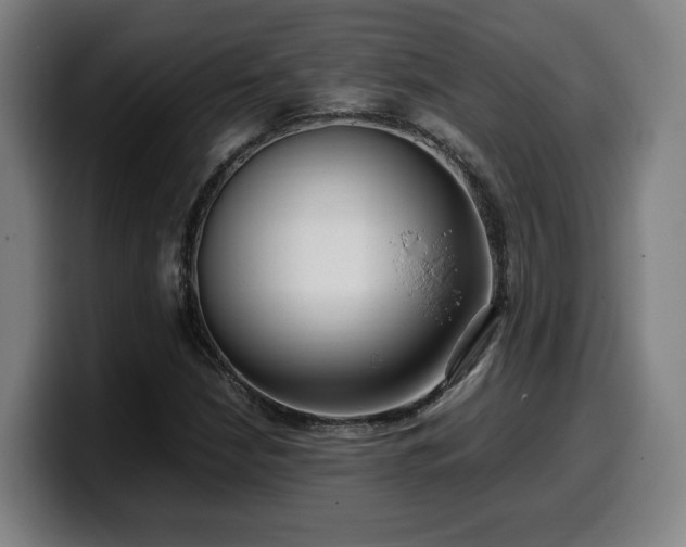 X0000099941210200805301211