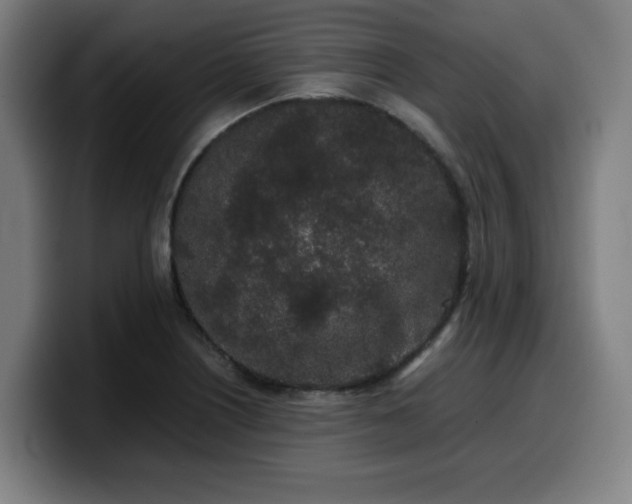 X0000099941226200805301211