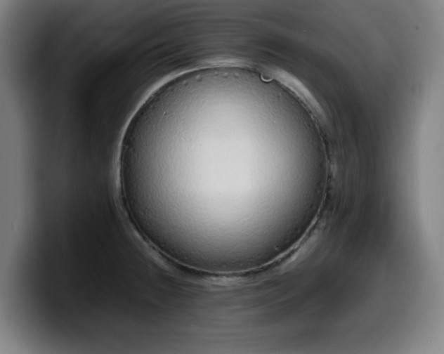X0000099941236200805301211