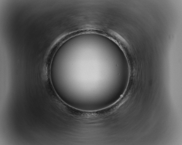 X0000099941310200805301209