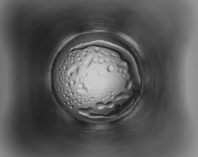 X0000099941423200805301208