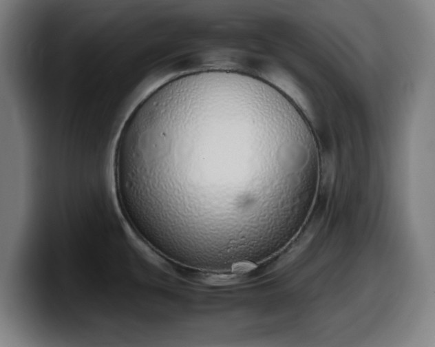 X0000099941439200805301209