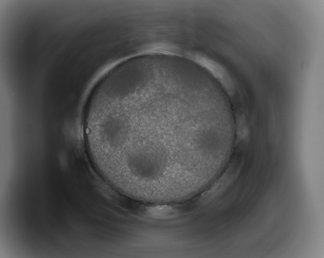 X0000099941462200805301208