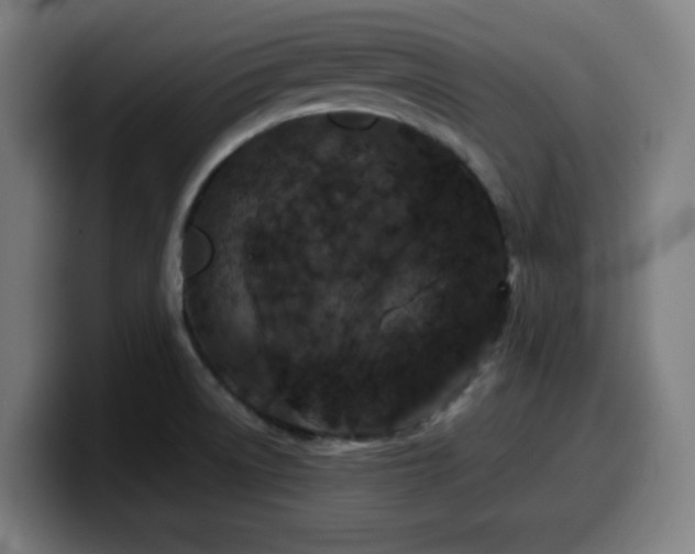 X0000099941522200805301207
