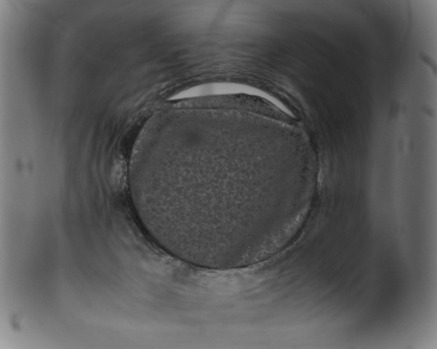 X0000099940029200806061529